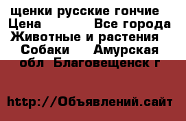 щенки русские гончие › Цена ­ 4 000 - Все города Животные и растения » Собаки   . Амурская обл.,Благовещенск г.